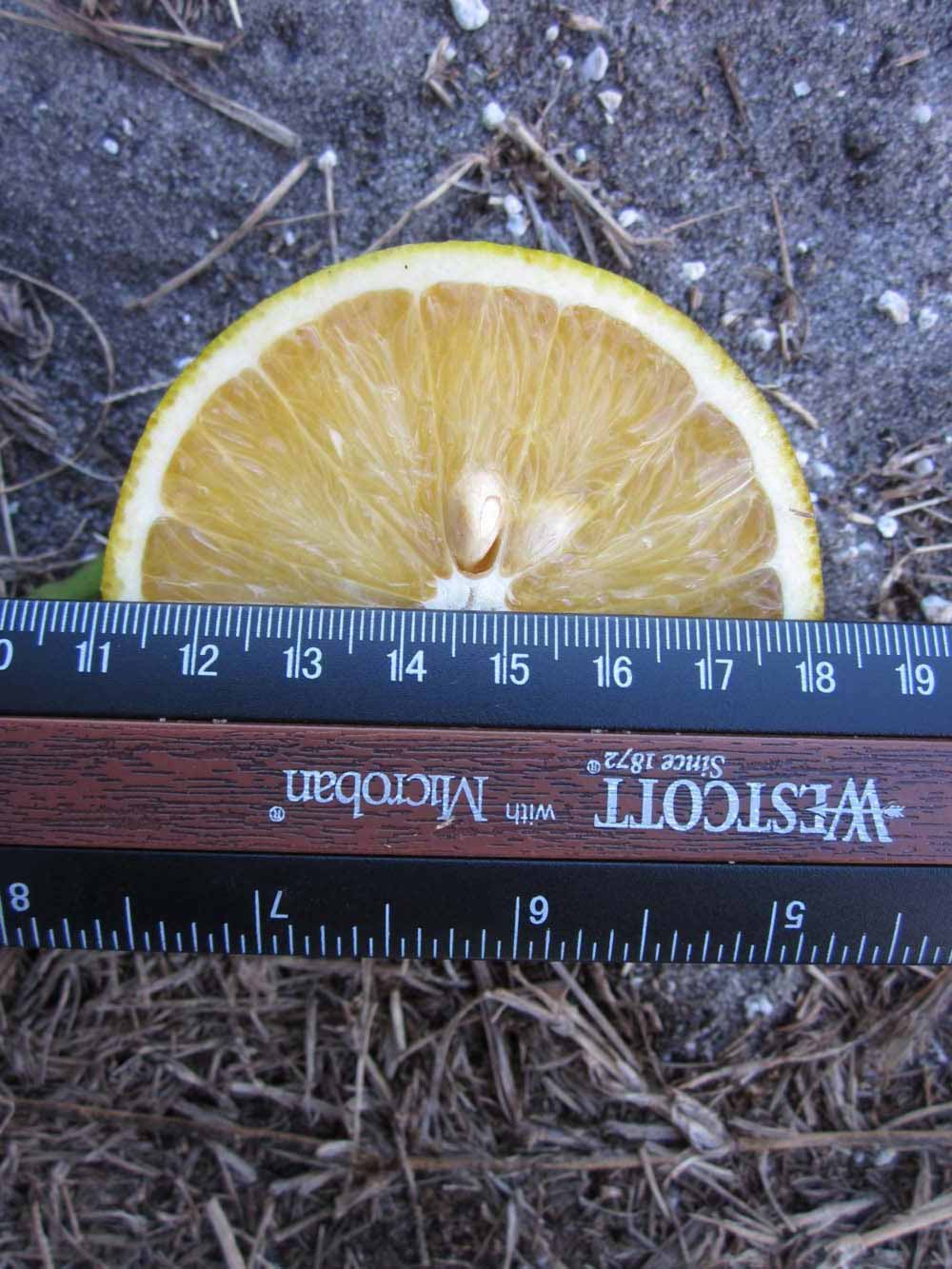              Fruit cross-section (Winter Haven, FL)       